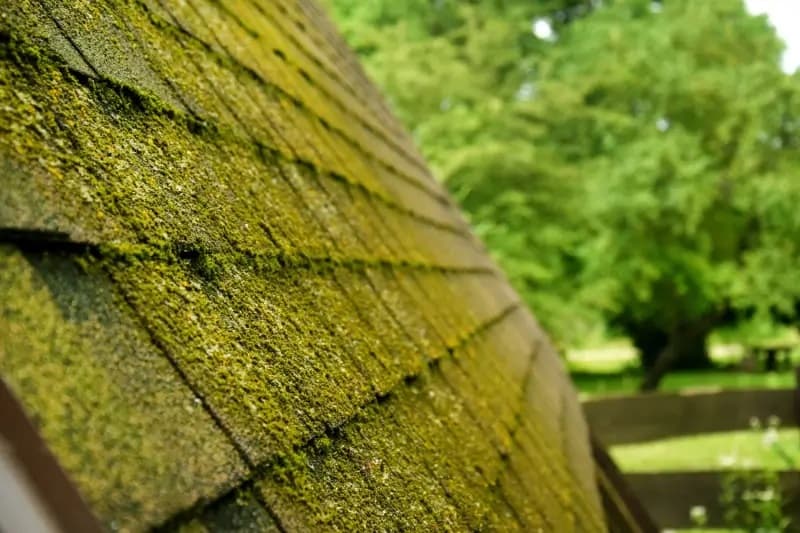 Moss growing on a roof on Oahu Hawaii before soft washing
