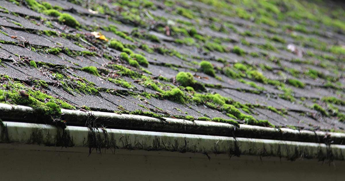 Algae buildup on a roof on Oahu Hawaii before roof cleaning